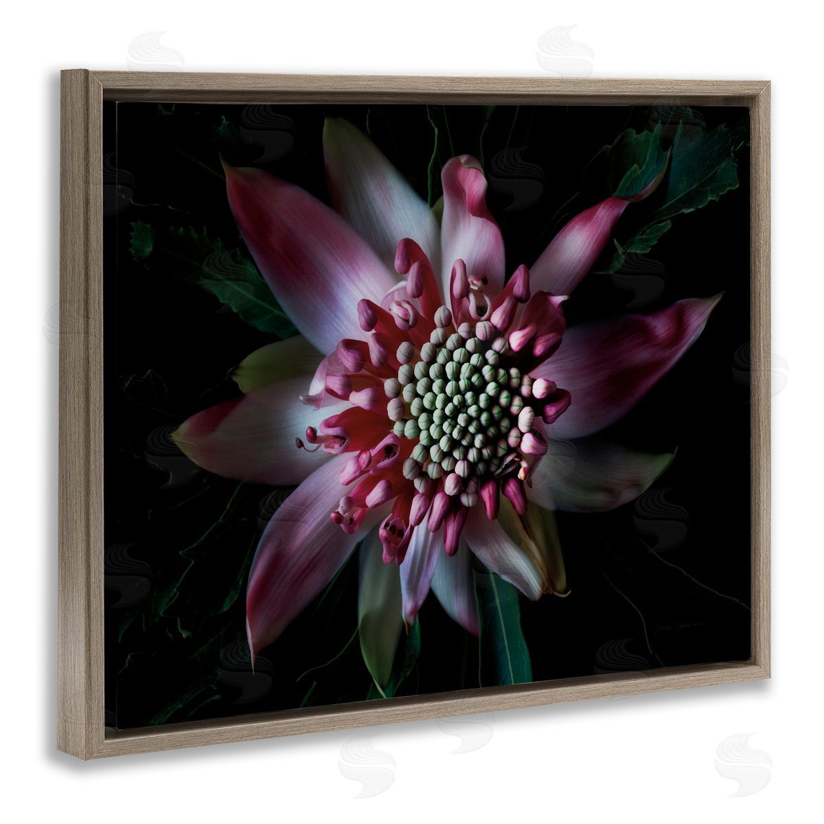 Close Up Flower Pistil Details Brown Floating Frame Canvas Wall Art, Home Decor by Elise Catterall