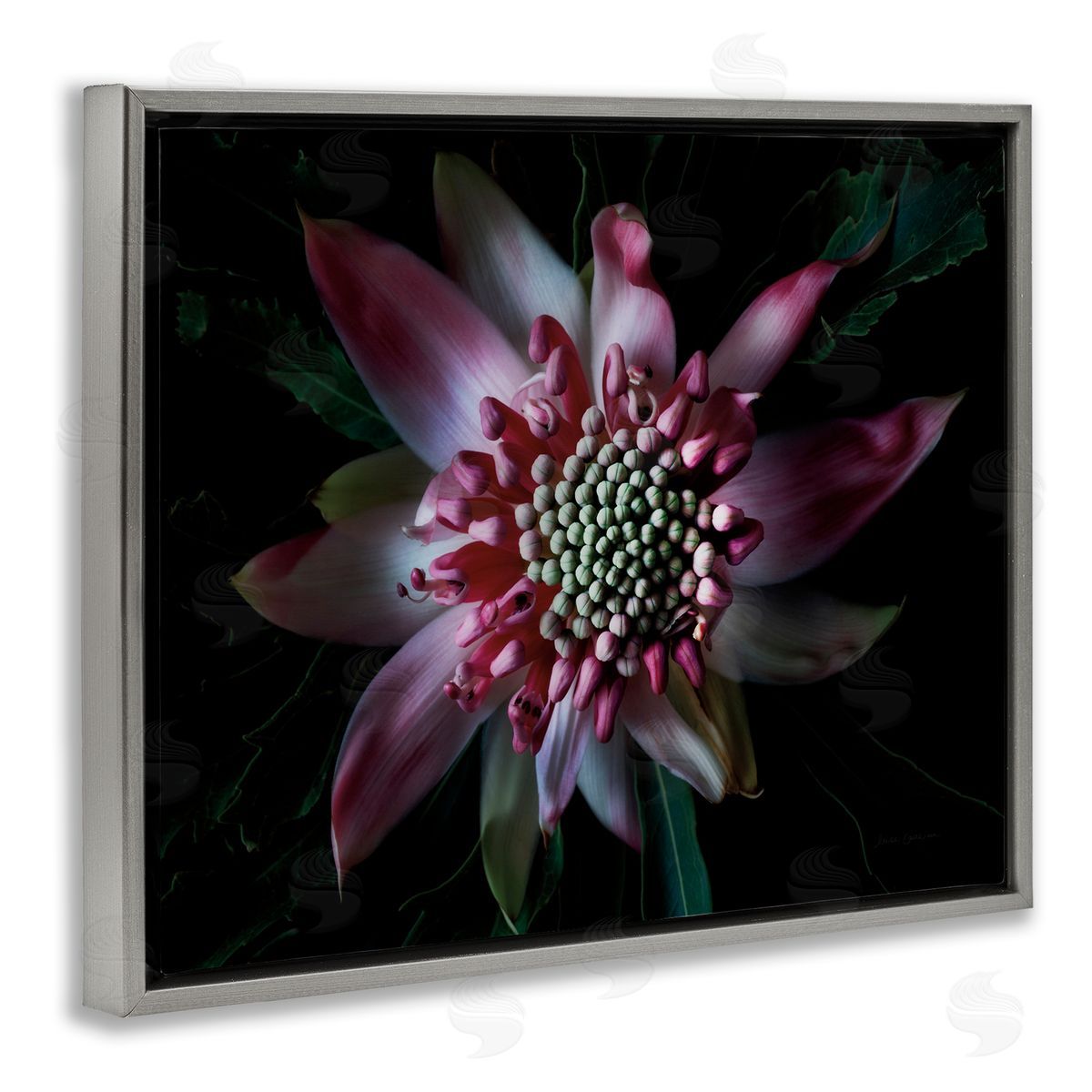 Close Up Flower Pistil Details Grey Floating Frame Canvas Wall Art, Home Decor by Elise Catterall
