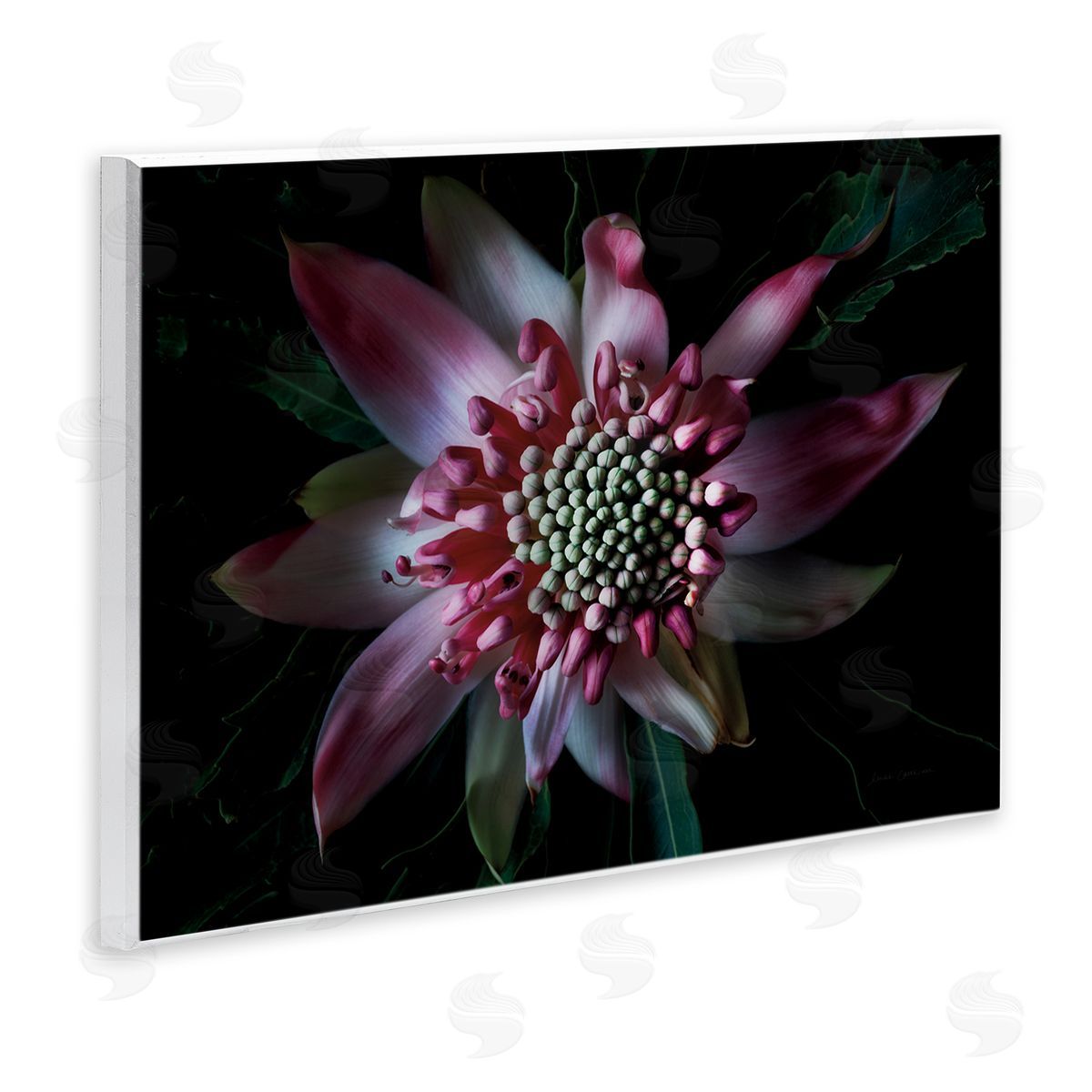 Close Up Flower Pistil Details Wood Plaque Wall Art, Home Decor by Elise Catterall