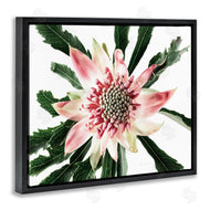 Elise Catterall | Close Up Flower Anther Photograph