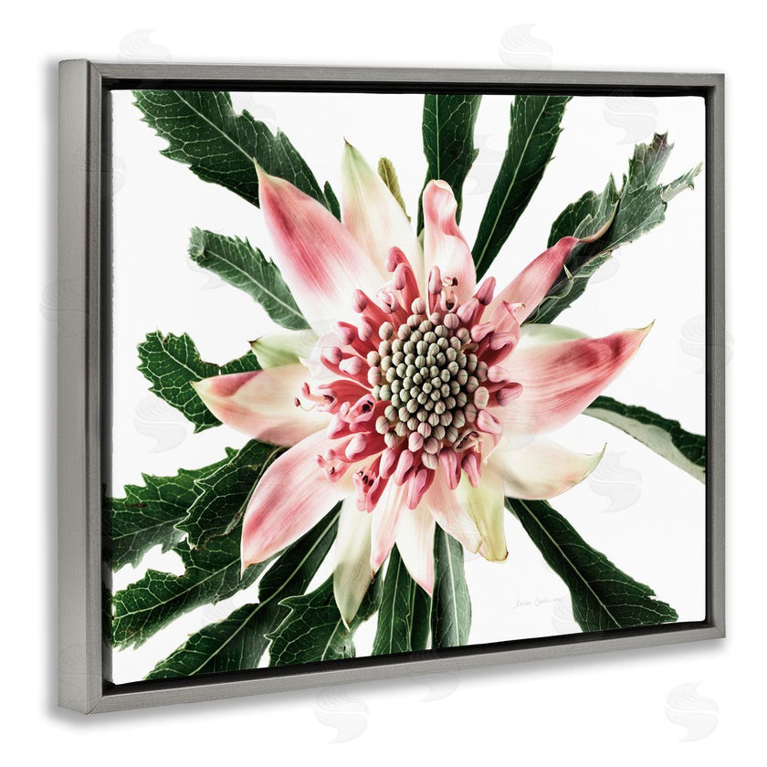 Elise Catterall | Close Up Flower Anther Photograph