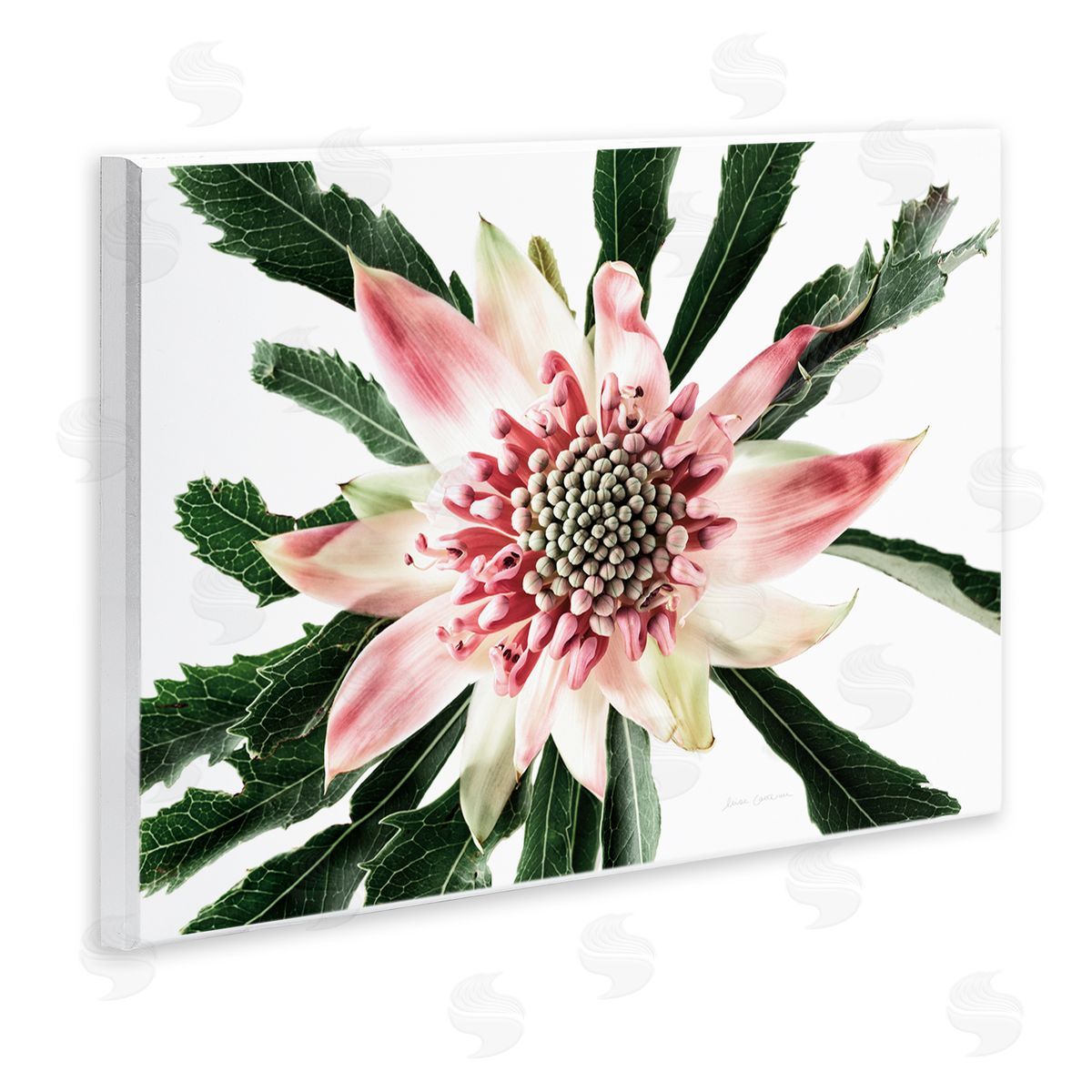 Close Up Flower Anther Photograph Wood Plaque Wall Art, Home Decor by Elise Catterall