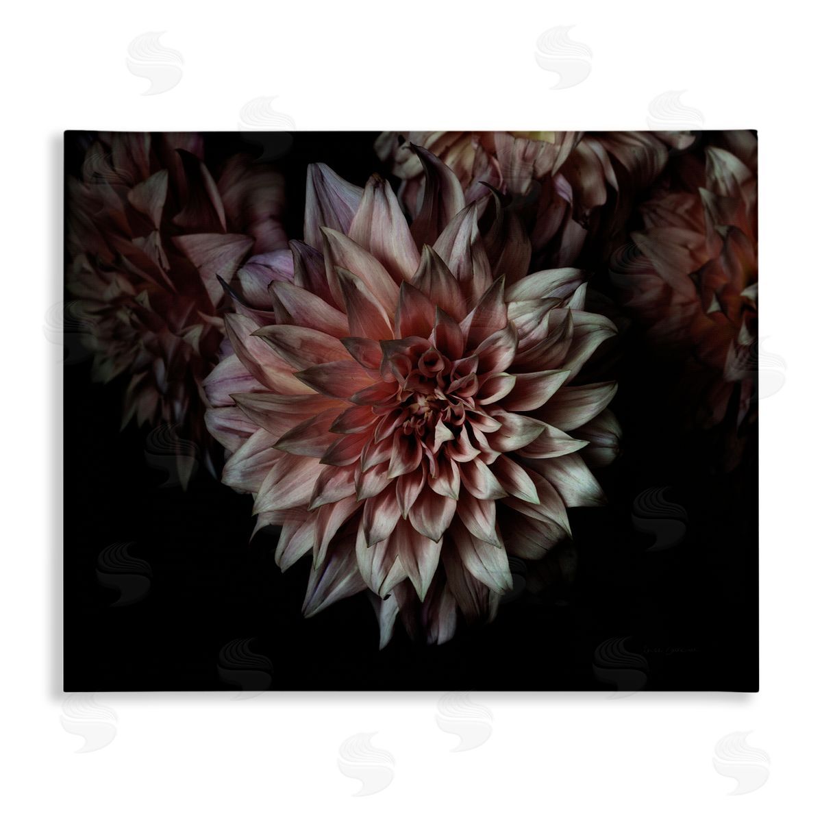 Aged Flower Petal Photograph Canvas Wall Art, Home Decor by Elise Catterall