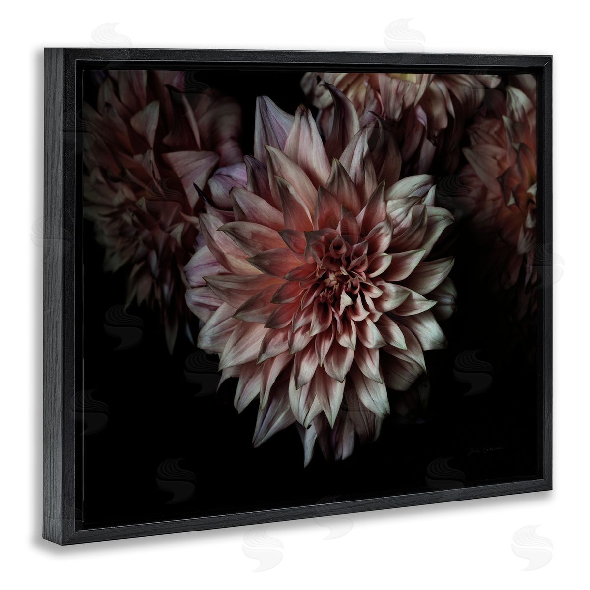 Aged Flower Petal Photograph Black Floating Frame Canvas Wall Art, Home Decor by Elise Catterall