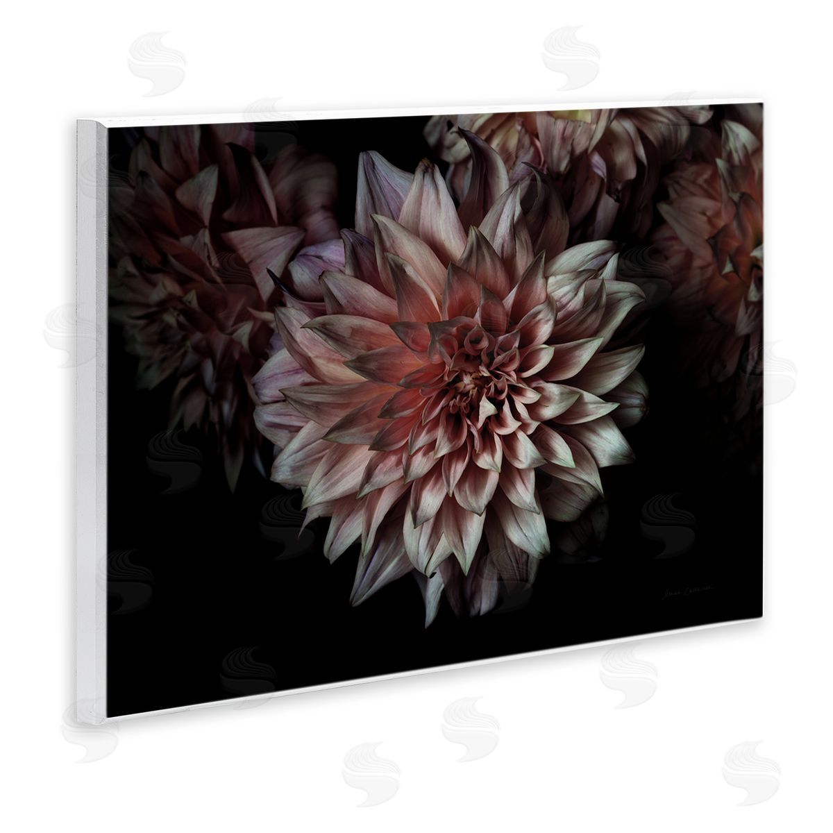 Aged Flower Petal Photograph Wood Plaque Wall Art, Home Decor by Elise Catterall
