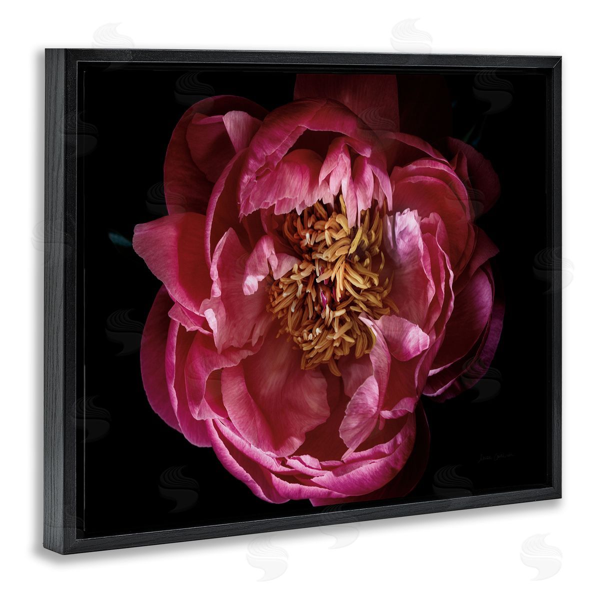 Peony Flower Pistil Photograph Black Floating Frame Canvas Wall Art, Home Decor by Elise Catterall