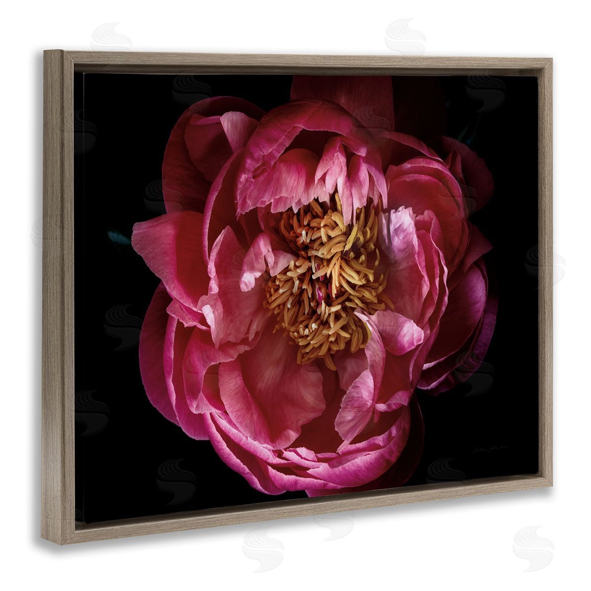 Peony Flower Pistil Photograph Brown Floating Frame Canvas Wall Art, Home Decor by Elise Catterall