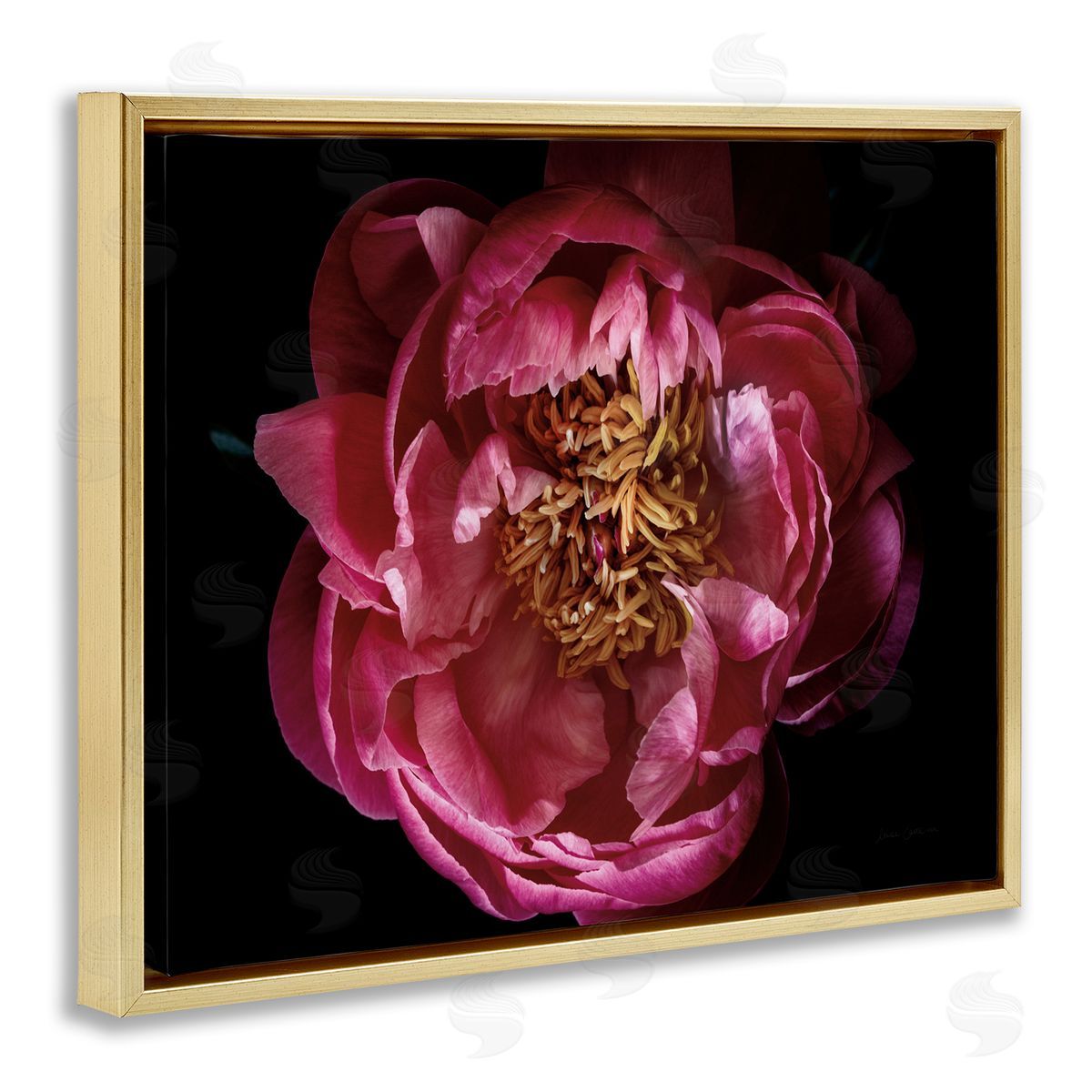 Peony Flower Pistil Photograph Gold Floating Frame Canvas Wall Art, Home Decor by Elise Catterall