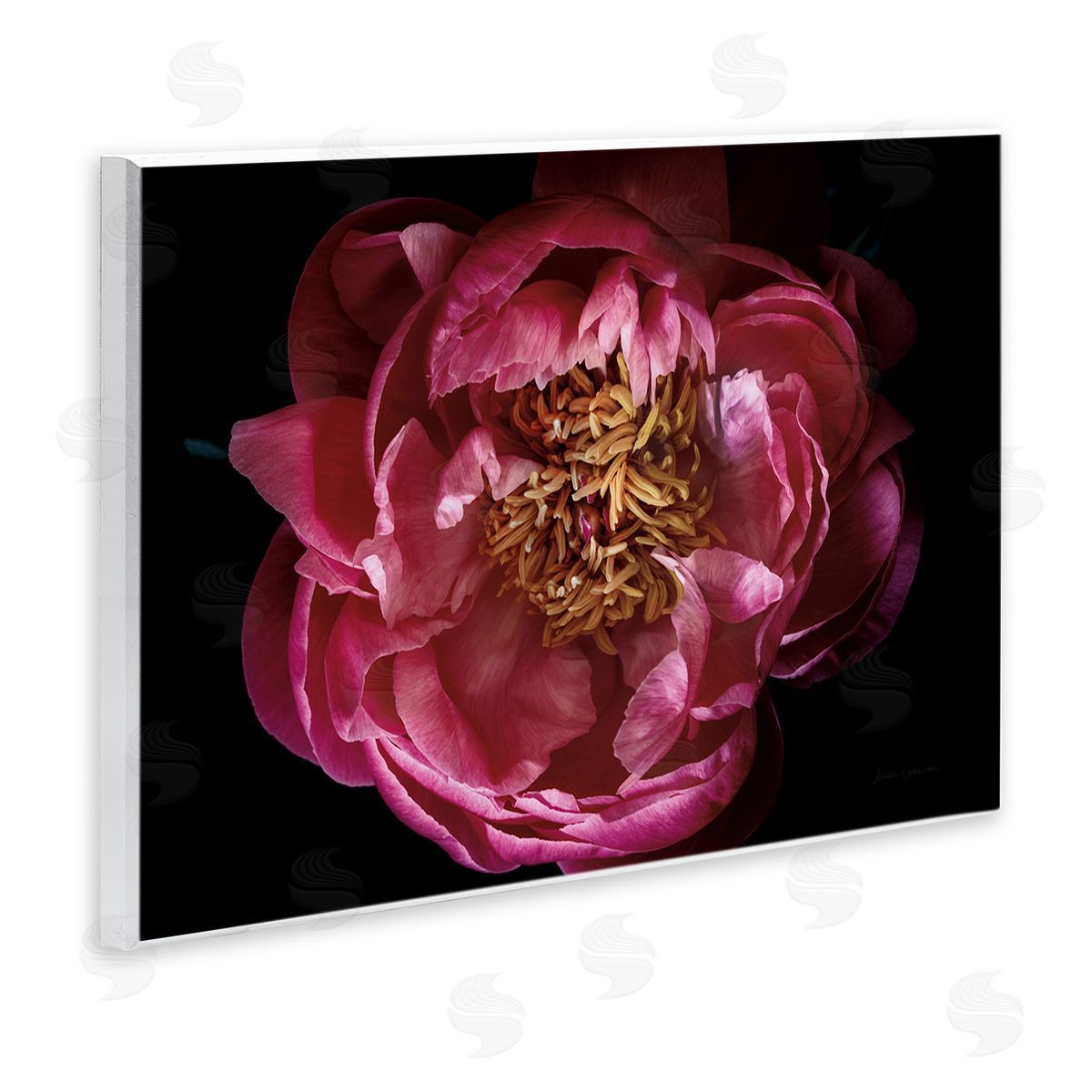 Peony Flower Pistil Photograph Wood Plaque Wall Art, Home Decor by Elise Catterall