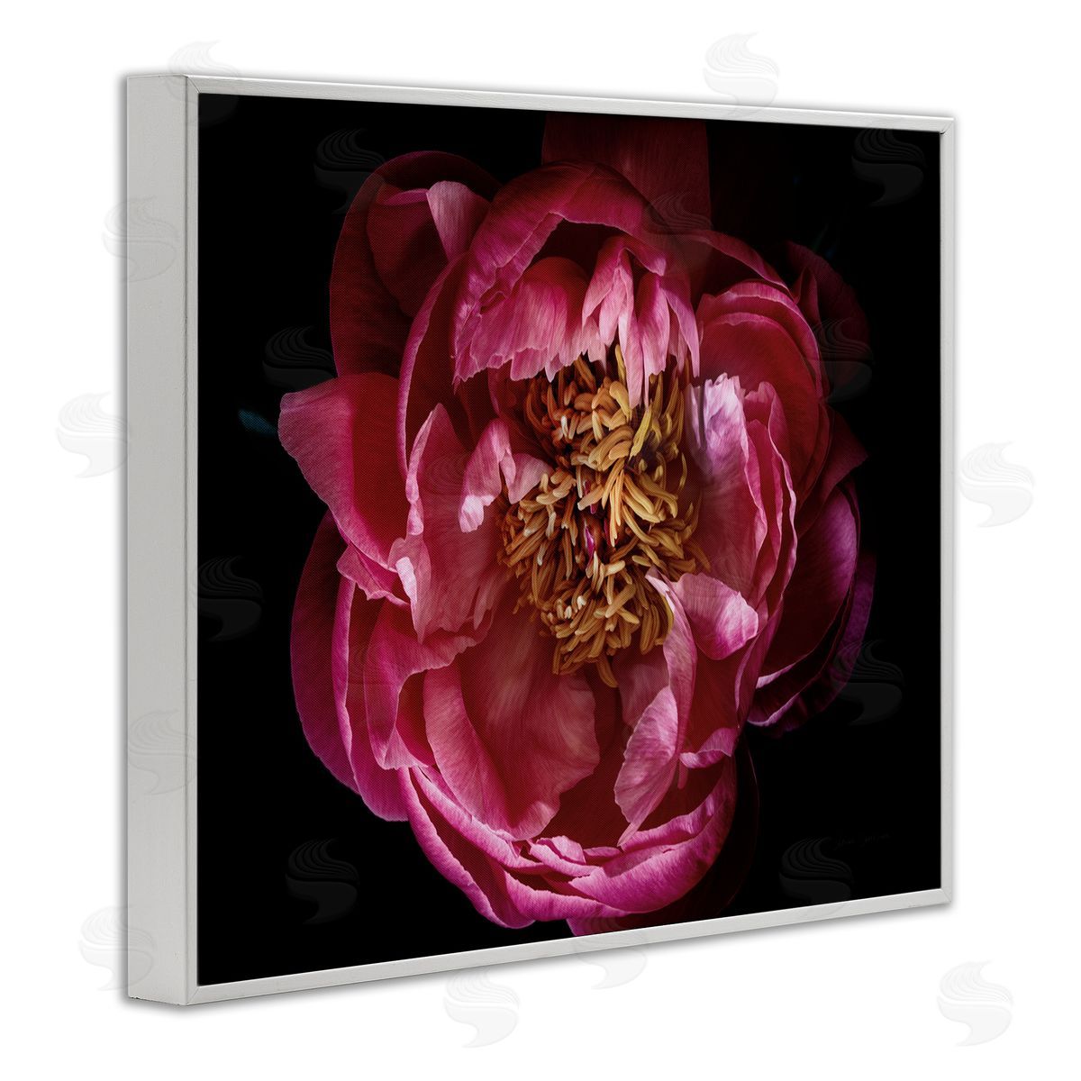 Peony Flower Pistil Photograph White Frame Print Wall Art, Home Decor by Elise Catterall