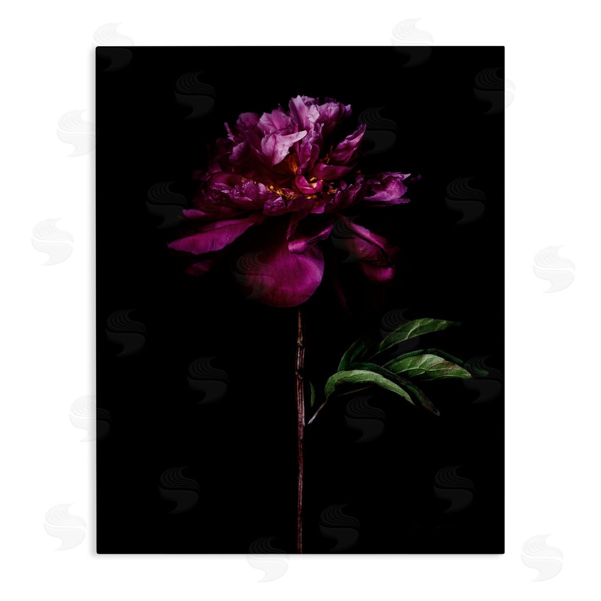 Long Stem Flower Photograph Canvas Wall Art, Home Decor by Elise Catterall