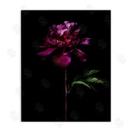 Elise Catterall | Long Stem Flower Photograph