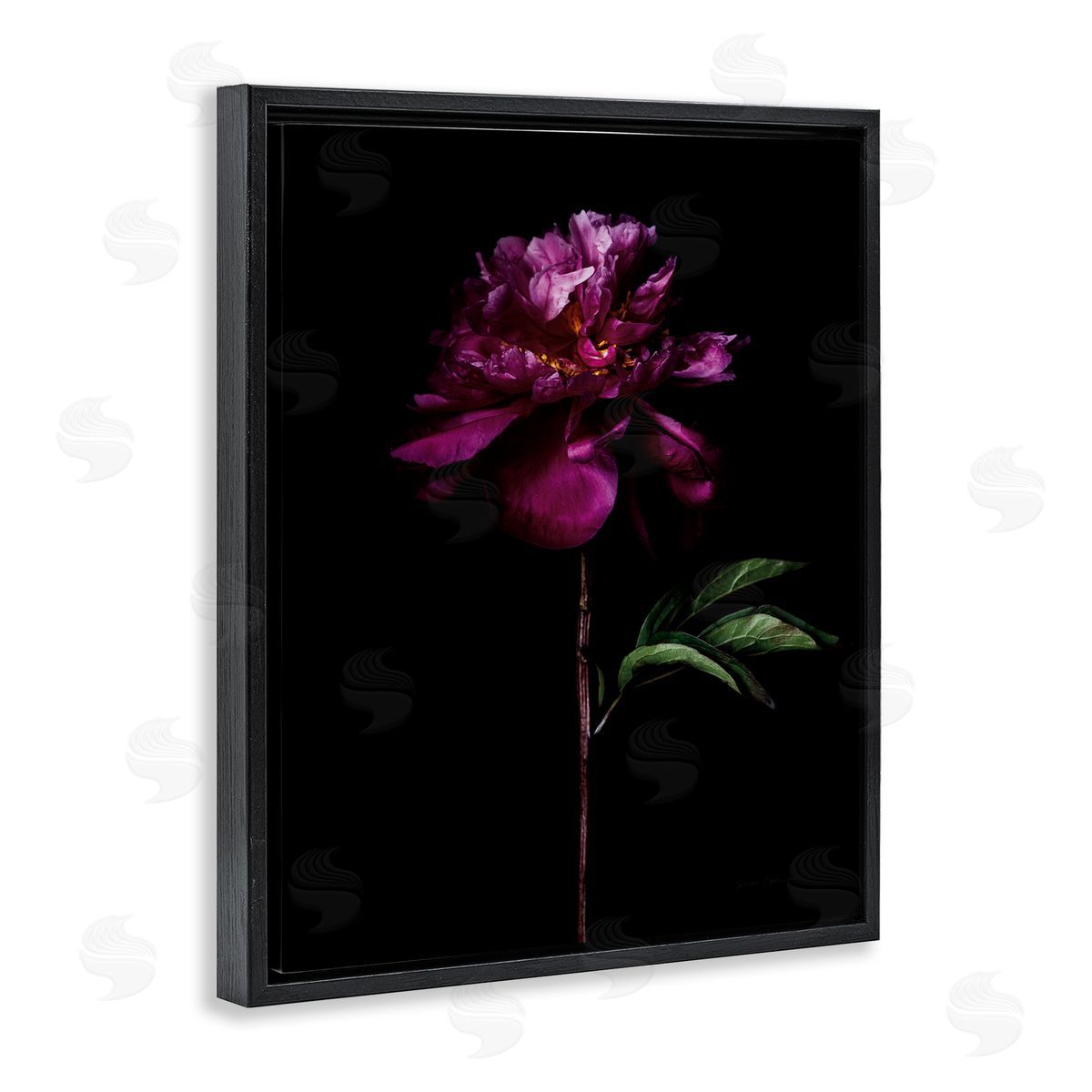 Long Stem Flower Photograph Black Floating Frame Canvas Wall Art, Home Decor by Elise Catterall