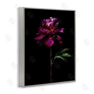 Elise Catterall | Long Stem Flower Photograph