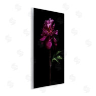Elise Catterall | Long Stem Flower Photograph