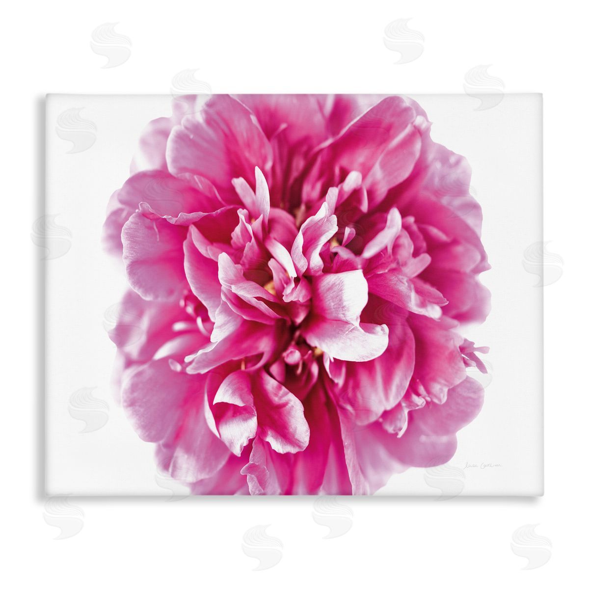 Pink Pop Flower Photograph Canvas Wall Art, Home Decor by Elise Catterall