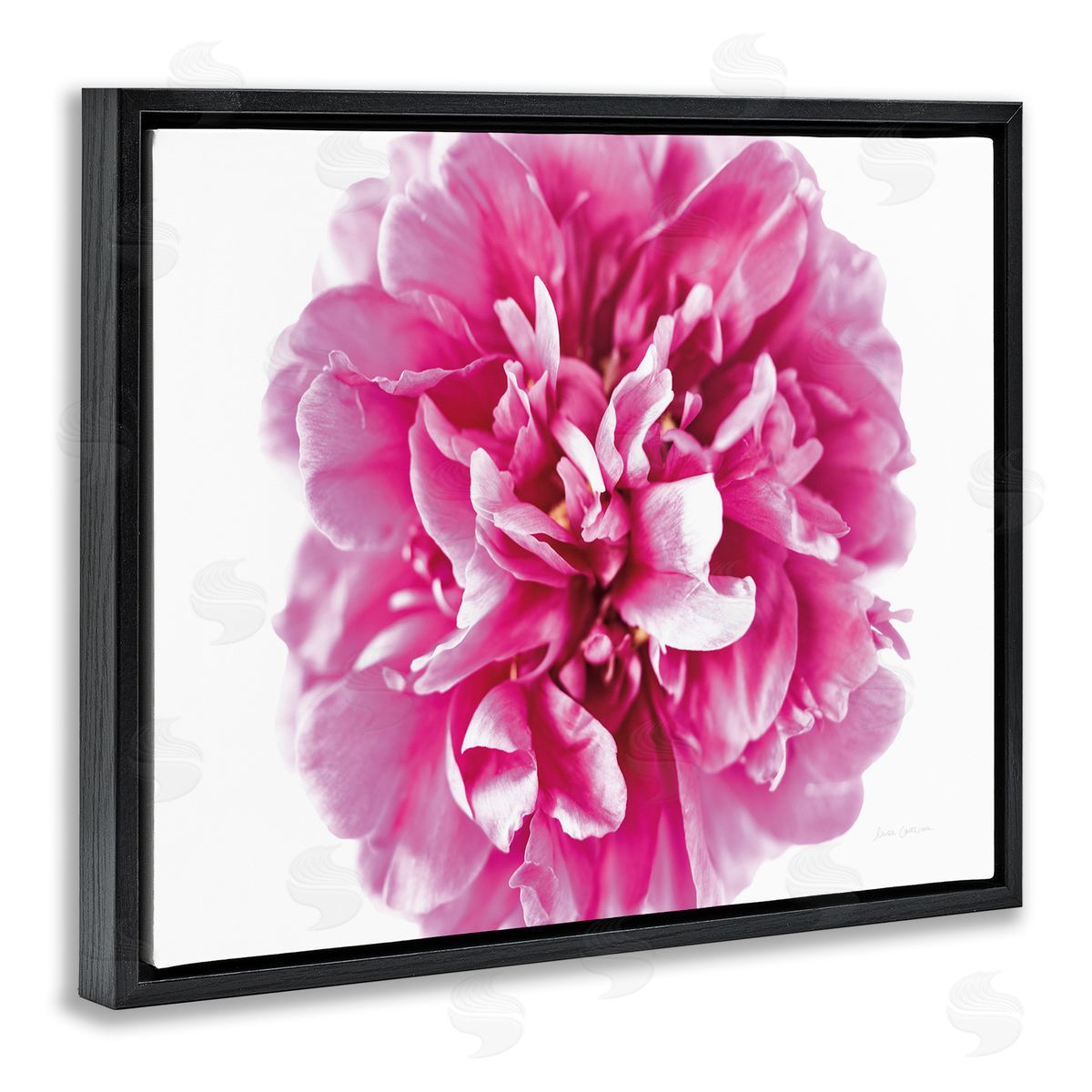 Pink Pop Flower Photograph Black Floating Frame Canvas Wall Art, Home Decor by Elise Catterall