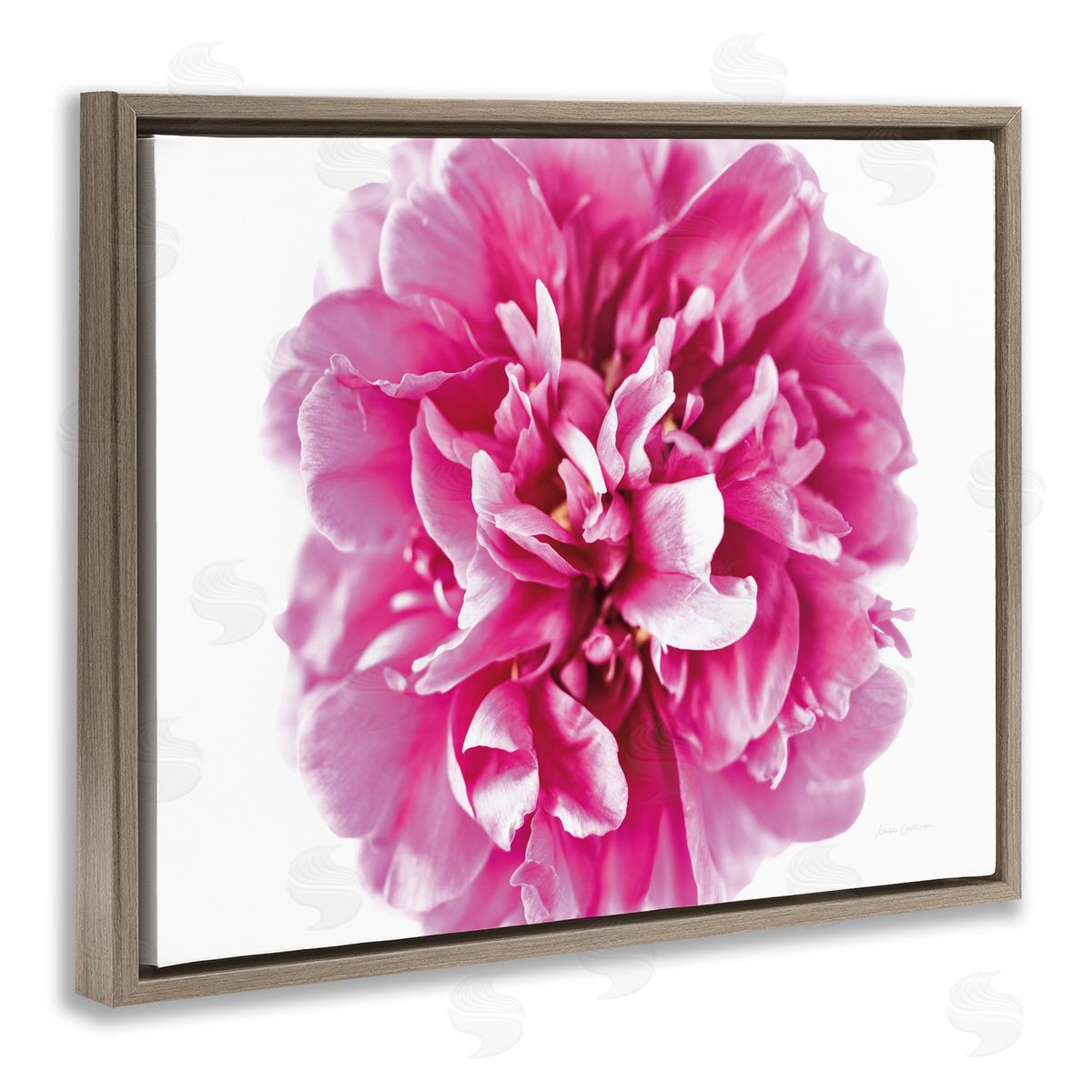 Pink Pop Flower Photograph Brown Floating Frame Canvas Wall Art, Home Decor by Elise Catterall