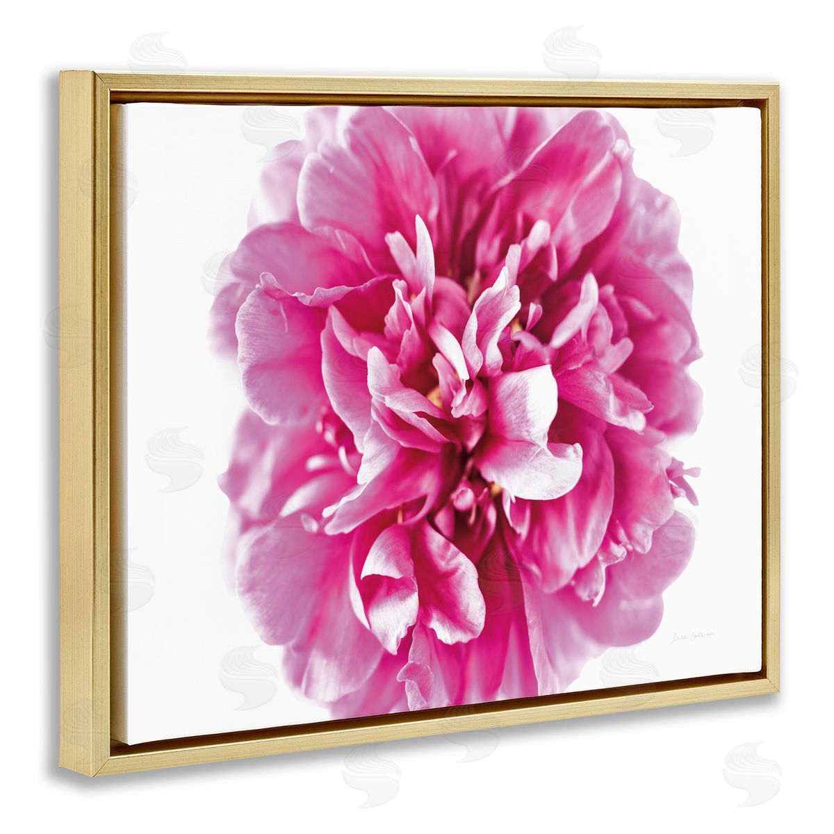 Pink Pop Flower Photograph Gold Floating Frame Canvas Wall Art, Home Decor by Elise Catterall