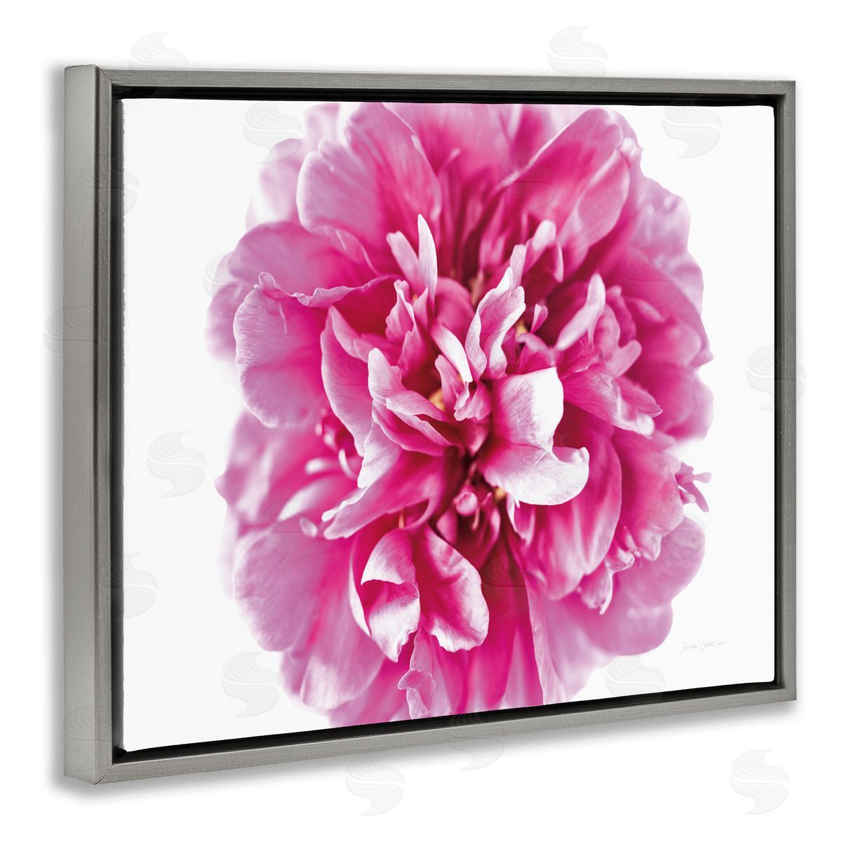 Pink Pop Flower Photograph Grey Floating Frame Canvas Wall Art, Home Decor by Elise Catterall