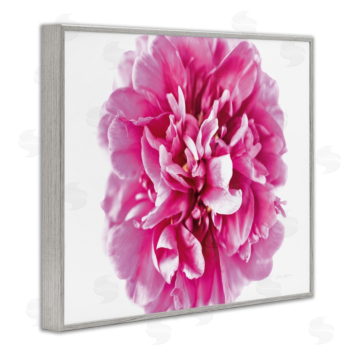 Pink Pop Flower Photograph Grey Frame Print Wall Art, Home Decor by Elise Catterall