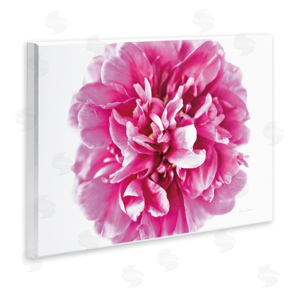 Pink Pop Flower Photograph Wood Plaque Wall Art, Home Decor by Elise Catterall