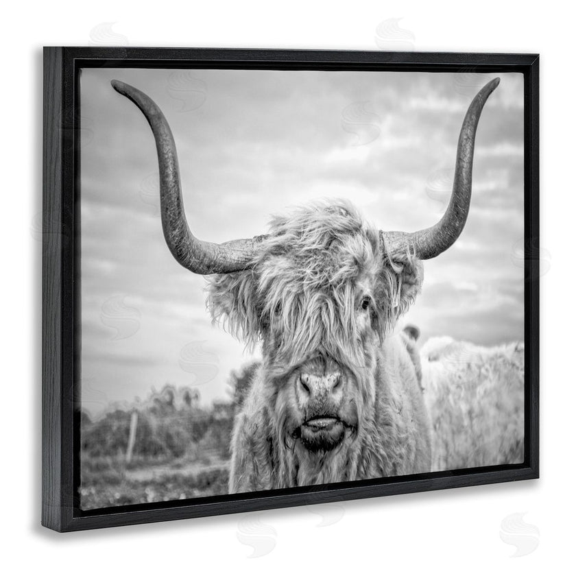 Joe Reynolds | Grey Highland Cow Photograph