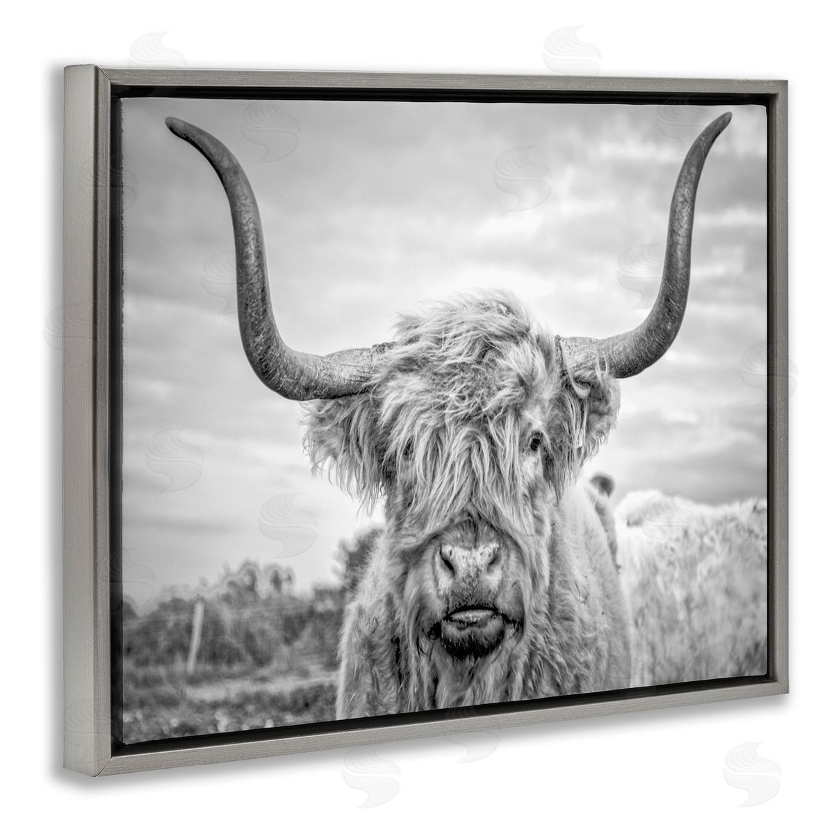 Grey Highland Cow Photograph Grey Floating Frame Canvas Wall Art, Home Decor by Joe Reynolds