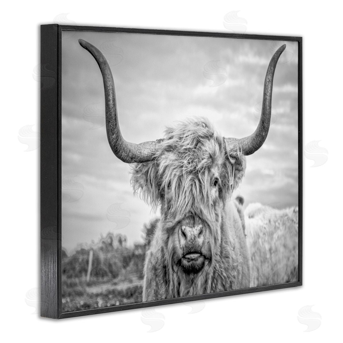 Grey Highland Cow Photograph Black Frame Print Wall Art, Home Decor by Joe Reynolds