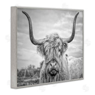 Joe Reynolds | Grey Highland Cow Photograph