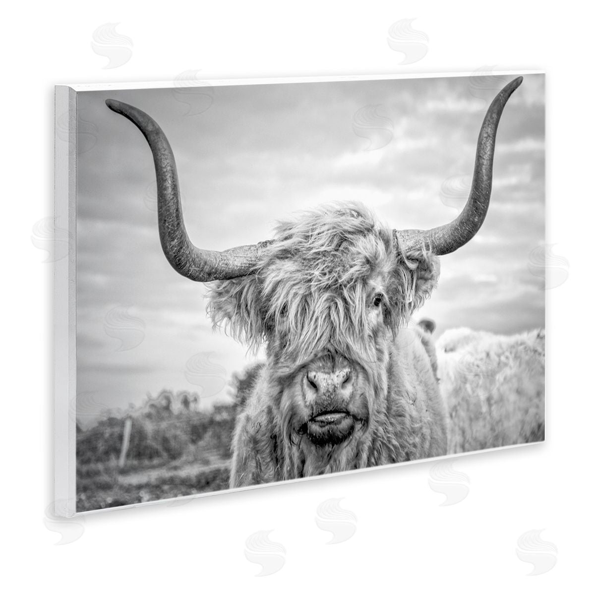 Grey Highland Cow Photograph Wood Plaque Wall Art, Home Decor by Joe Reynolds