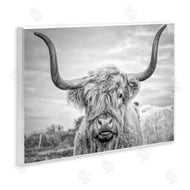 Joe Reynolds | Grey Highland Cow Photograph