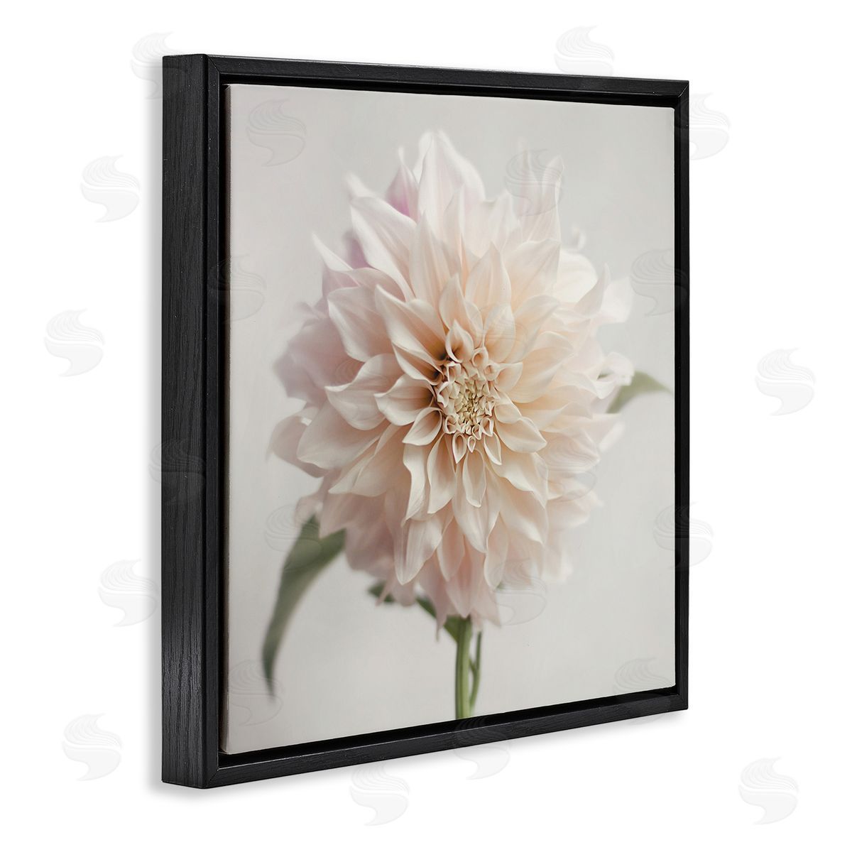 Pink Dahlia Floral Close Up Black Floating Frame Canvas Wall Art, Home Decor by Sarah Jane