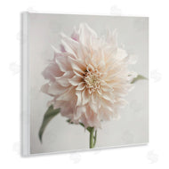 Sarah Jane | Pink Dahlia Floral Close Up