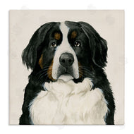 Grace Popp | Bernese Mountain Dog Portrait