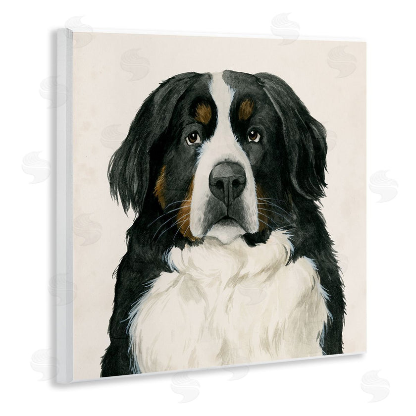 Grace Popp | Bernese Mountain Dog Portrait