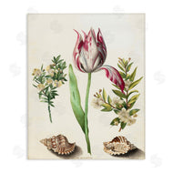 Ziwei Li | Pink Tulip with Sea Shells