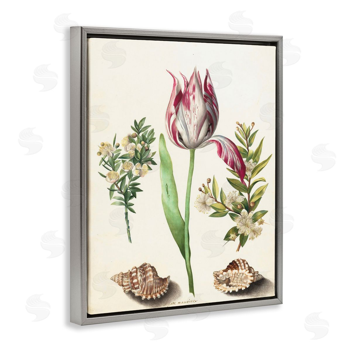 Pink Tulip with Sea Shells Grey Floating Frame Canvas Wall Art, Home Decor by Ziwei Li