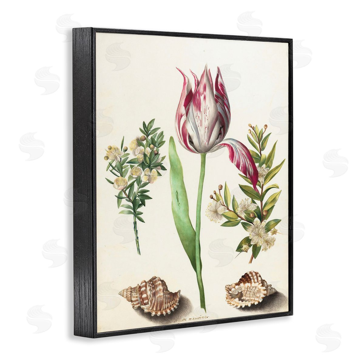 Pink Tulip with Sea Shells Black Frame Print Wall Art, Home Decor by Ziwei Li