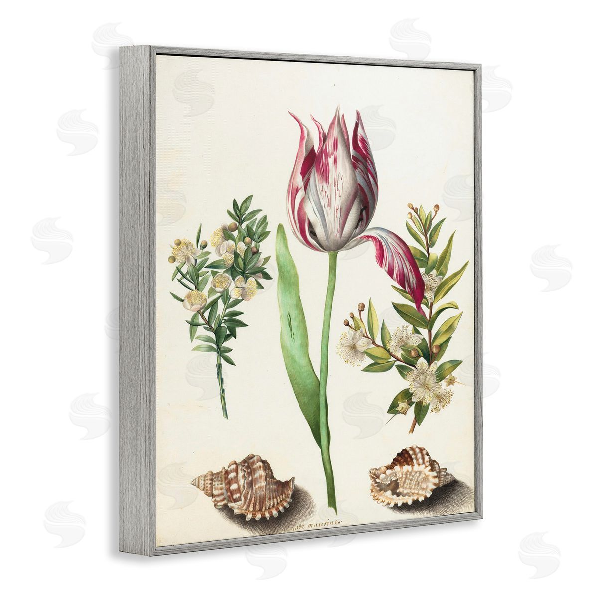 Pink Tulip with Sea Shells Grey Frame Print Wall Art, Home Decor by Ziwei Li