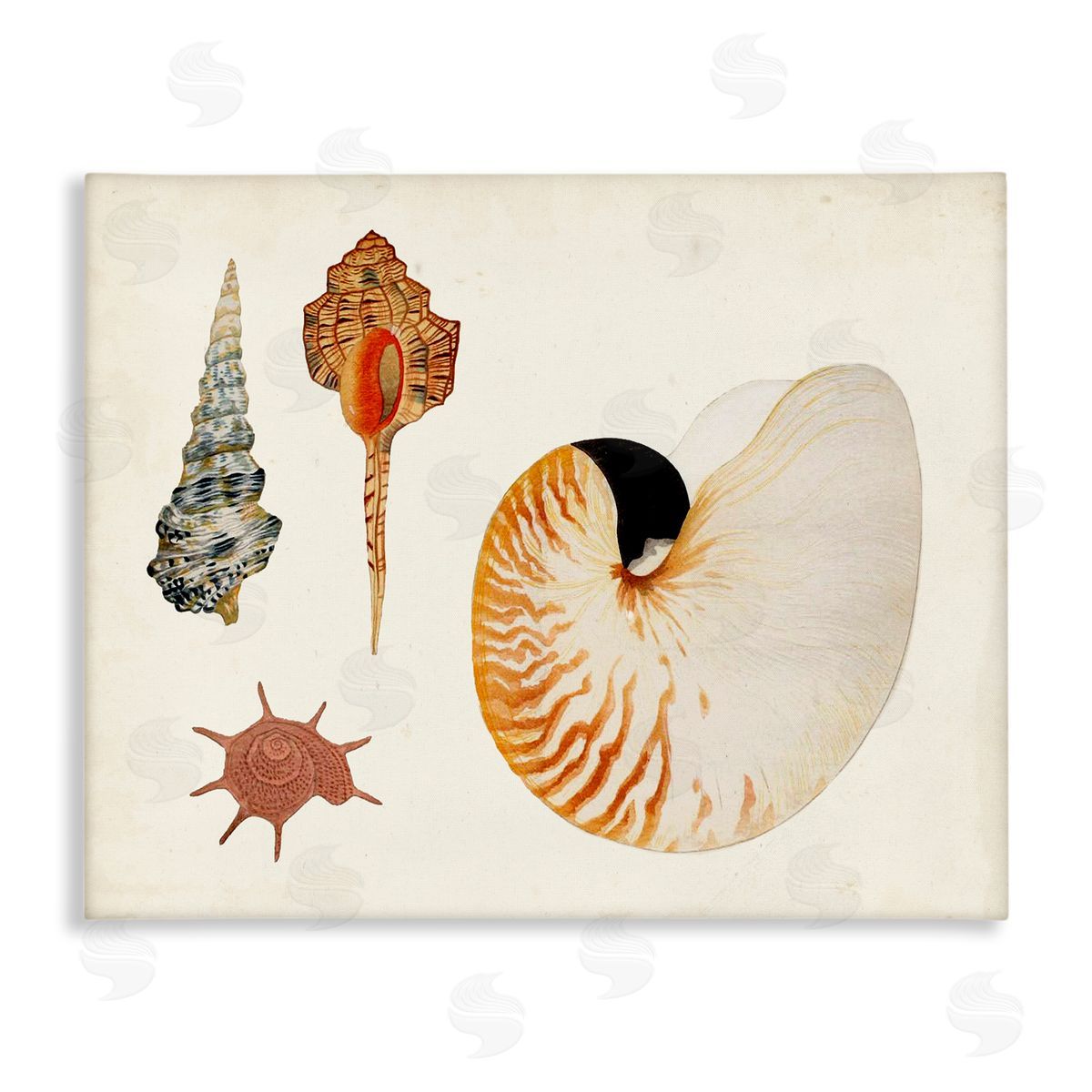Vintage Nautilus and Spiral Shells Canvas Wall Art, Home Decor by Vision Studio