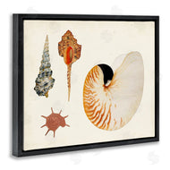 Vision Studio | Vintage Nautilus and Spiral Shells
