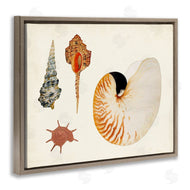 Vision Studio | Vintage Nautilus and Spiral Shells