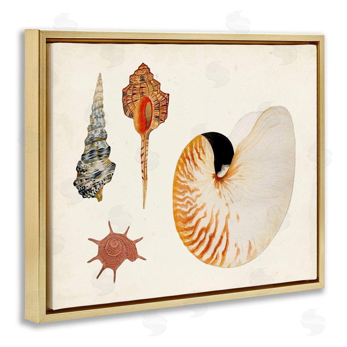 Vintage Nautilus and Spiral Shells Gold Floating Frame Canvas Wall Art, Home Decor by Vision Studio