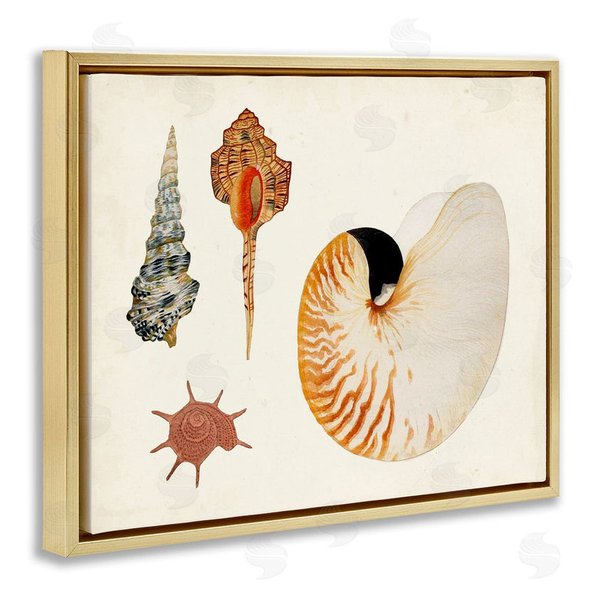 Vision Studio | Vintage Nautilus and Spiral Shells