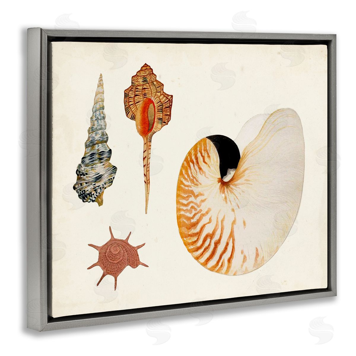 Vintage Nautilus and Spiral Shells Grey Floating Frame Canvas Wall Art, Home Decor by Vision Studio