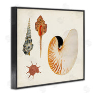Vision Studio | Vintage Nautilus and Spiral Shells