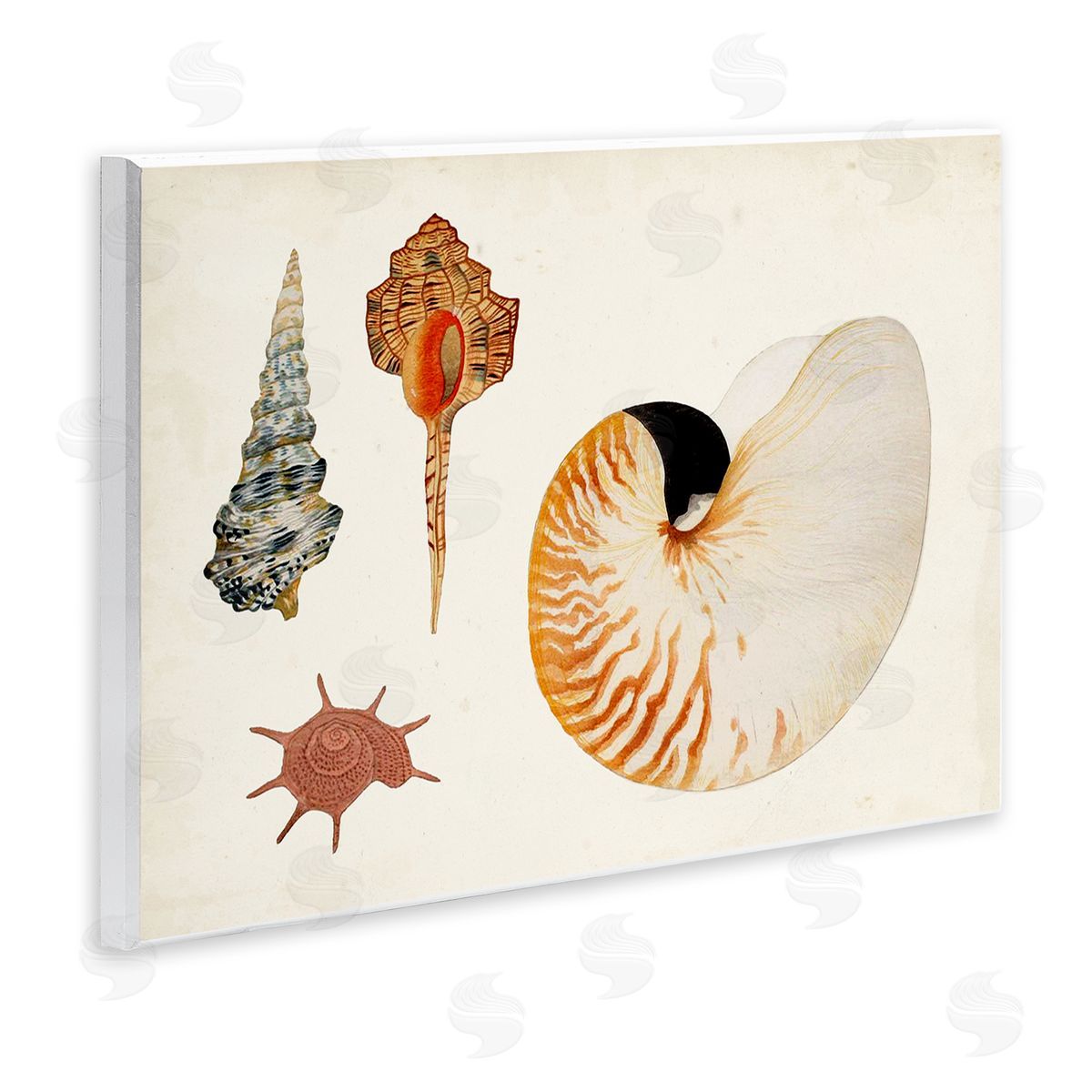 Vintage Nautilus and Spiral Shells Wood Plaque Wall Art, Home Decor by Vision Studio