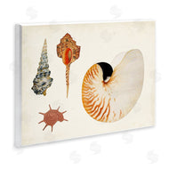 Vision Studio | Vintage Nautilus and Spiral Shells