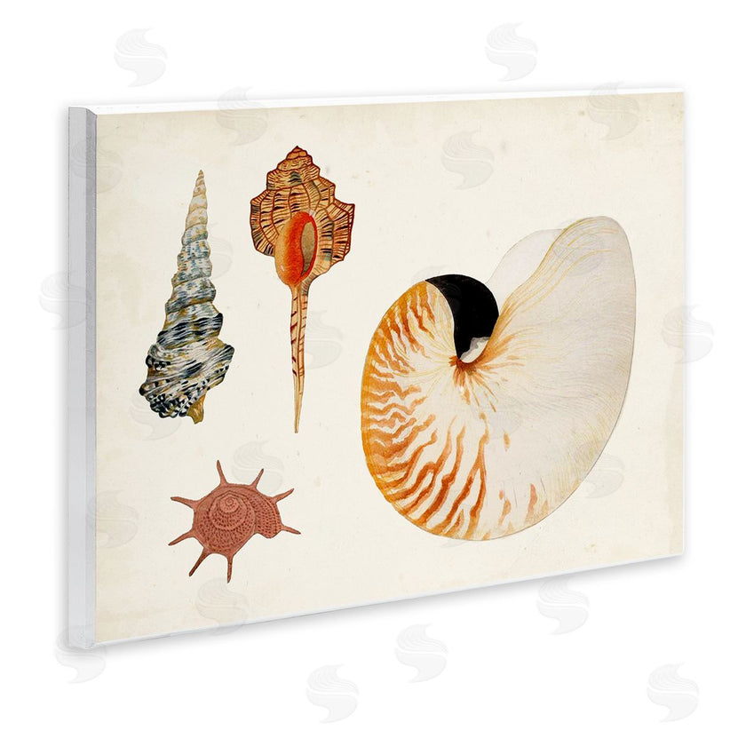Vision Studio | Vintage Nautilus and Spiral Shells